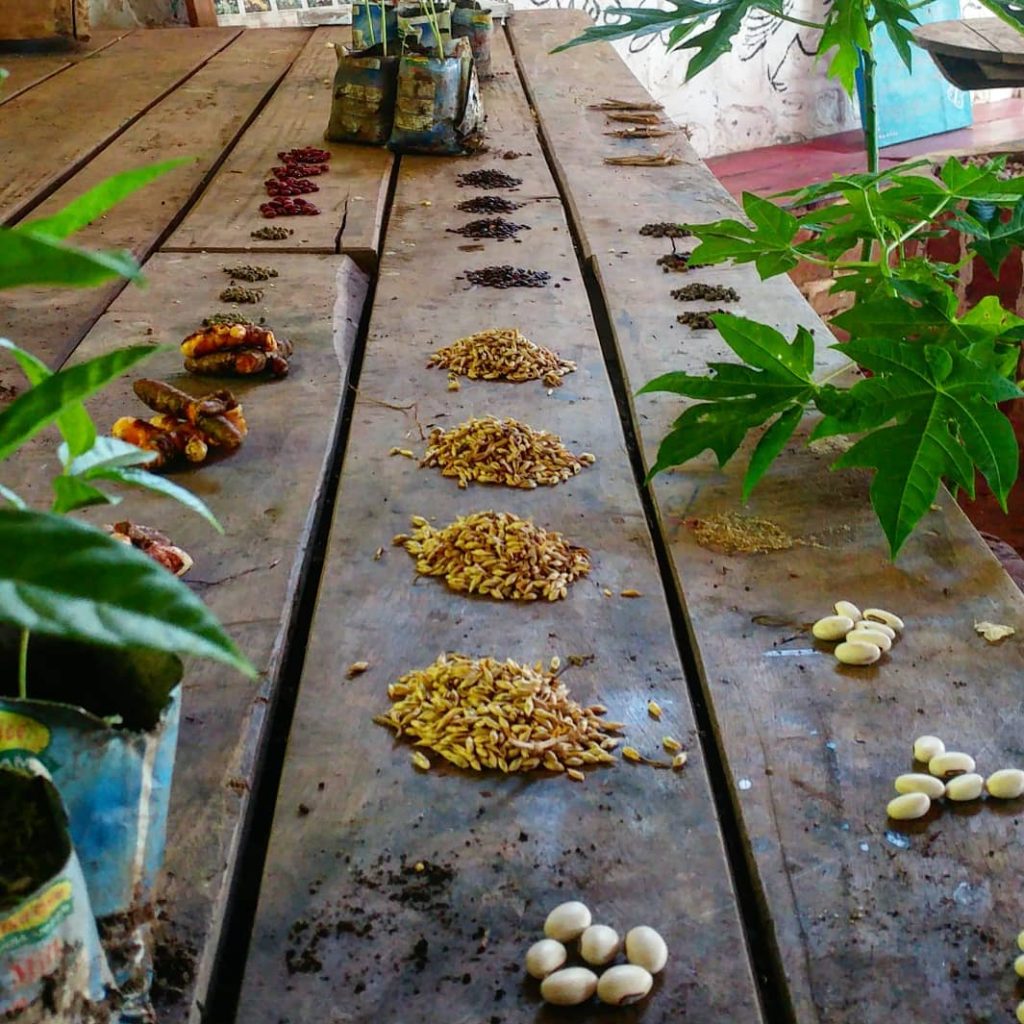 Malawi Schools Permaculture Clubs (MSPPC) Butterfly Space, Malawi, Volunteer