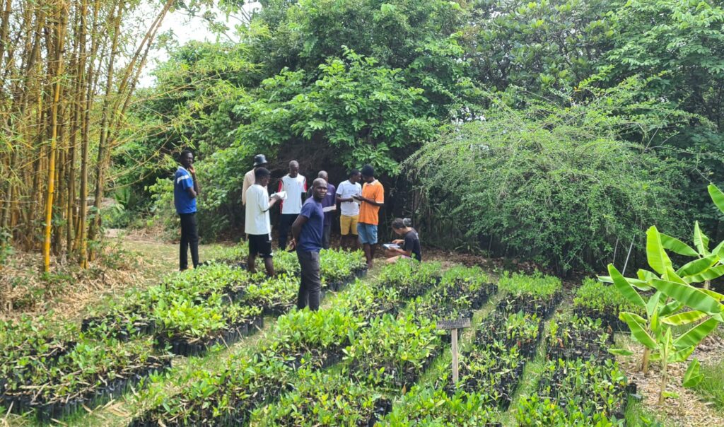 tree nursery Malawi, Ntchisi forest, butterfly space lodge, tree planting projects, reforestation projects in Malawi, plant trees in malawi